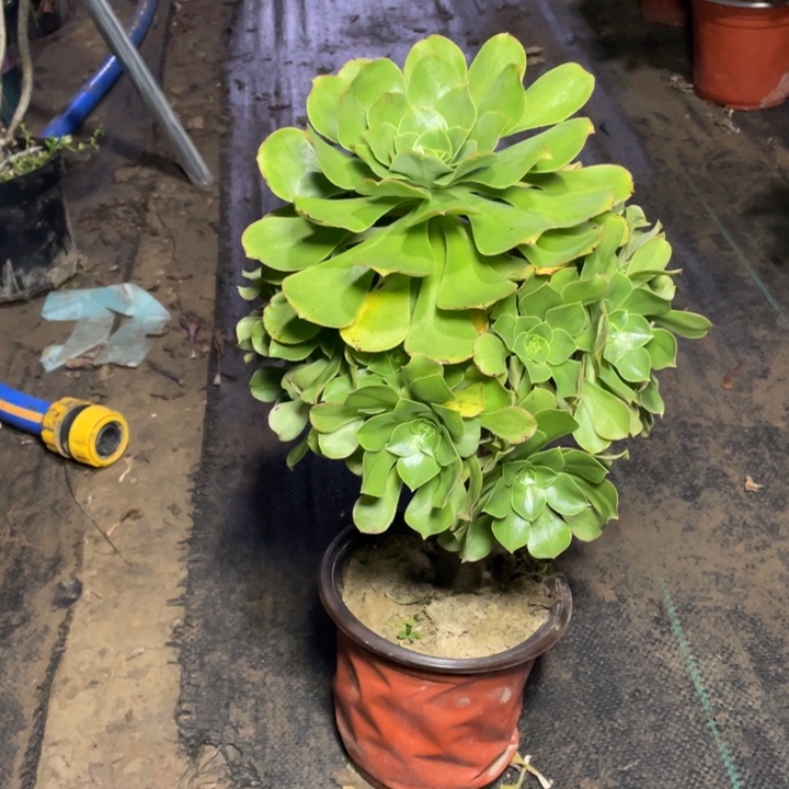 26君美丽多肉植物多肉多肉