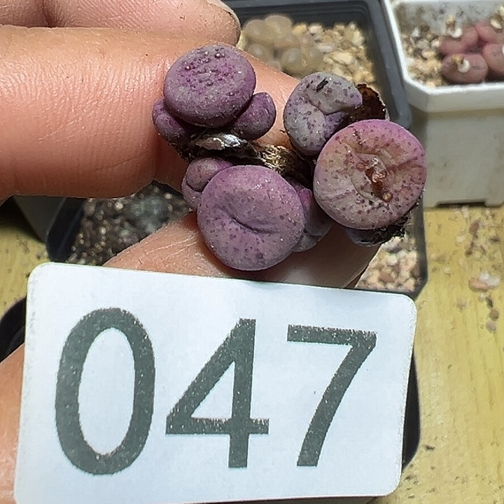 047号肉锥杂3个多肉植物