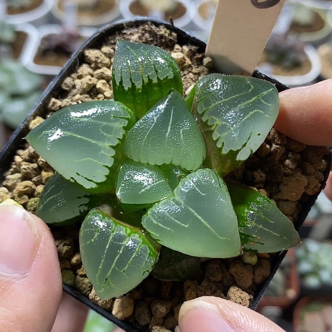 60丸叶新糯阿十二卷