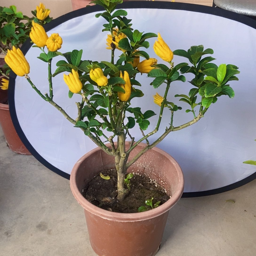 无花朵佛手盆栽植物