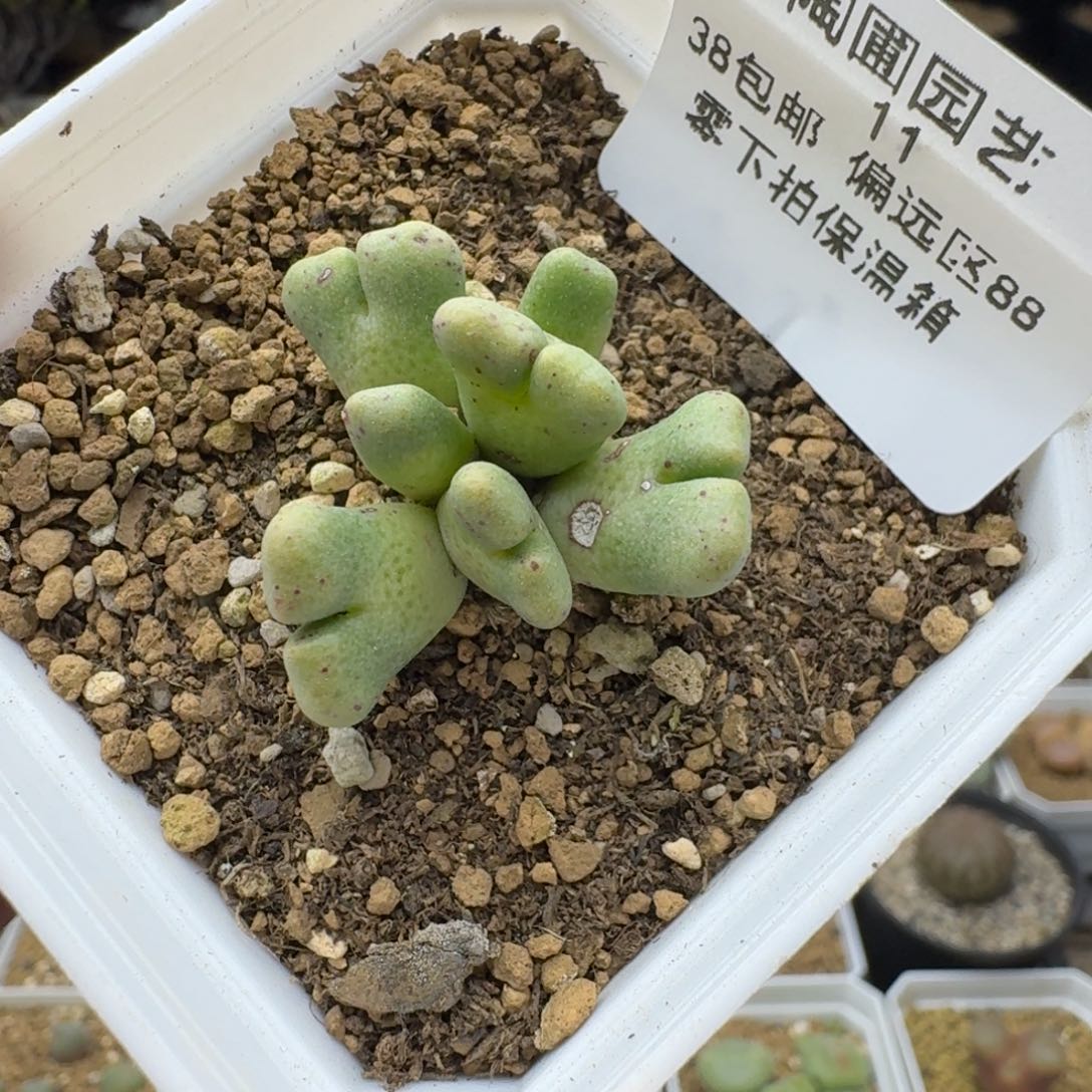 11号鹿角斑马多肉。         