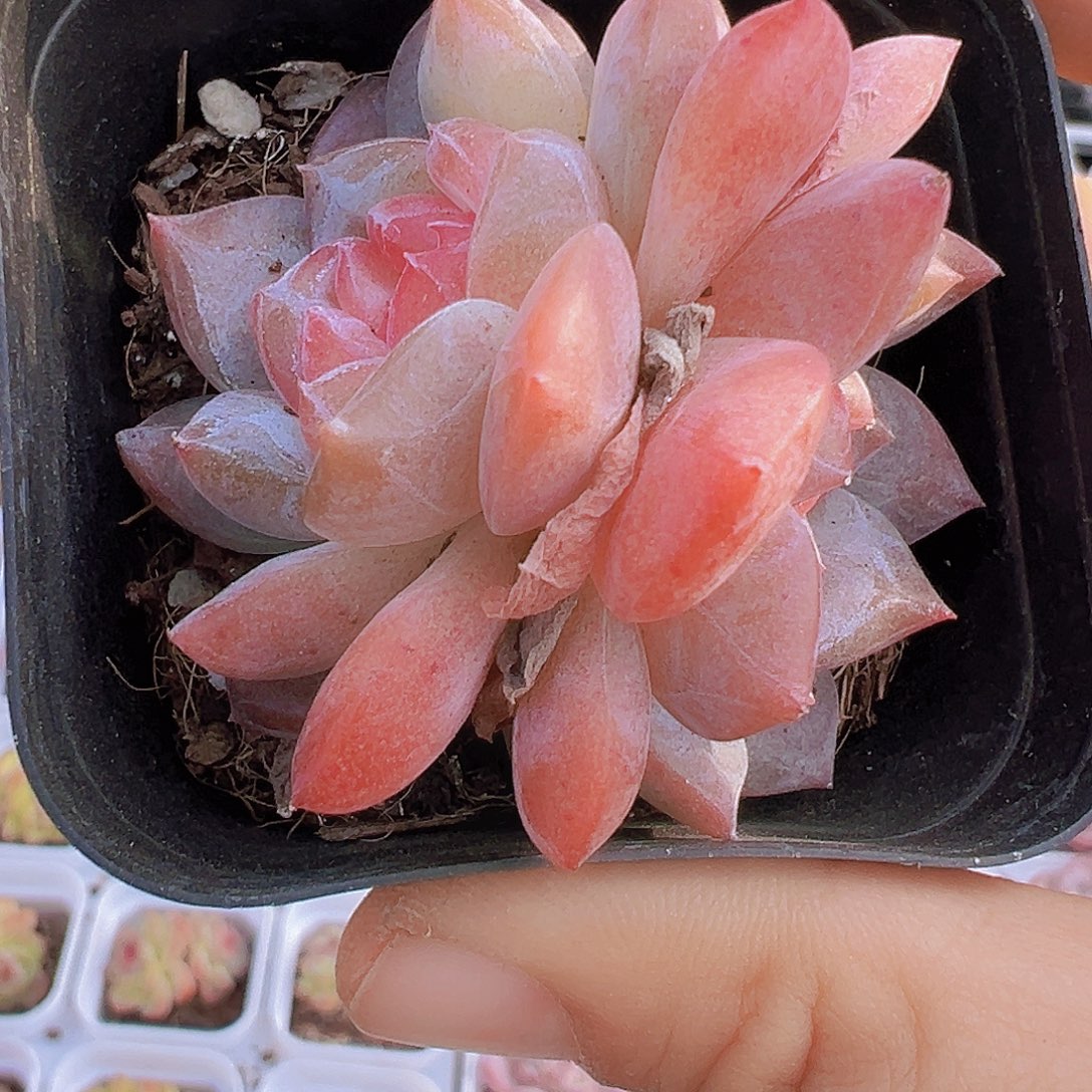 双头状态粉黛19包邮