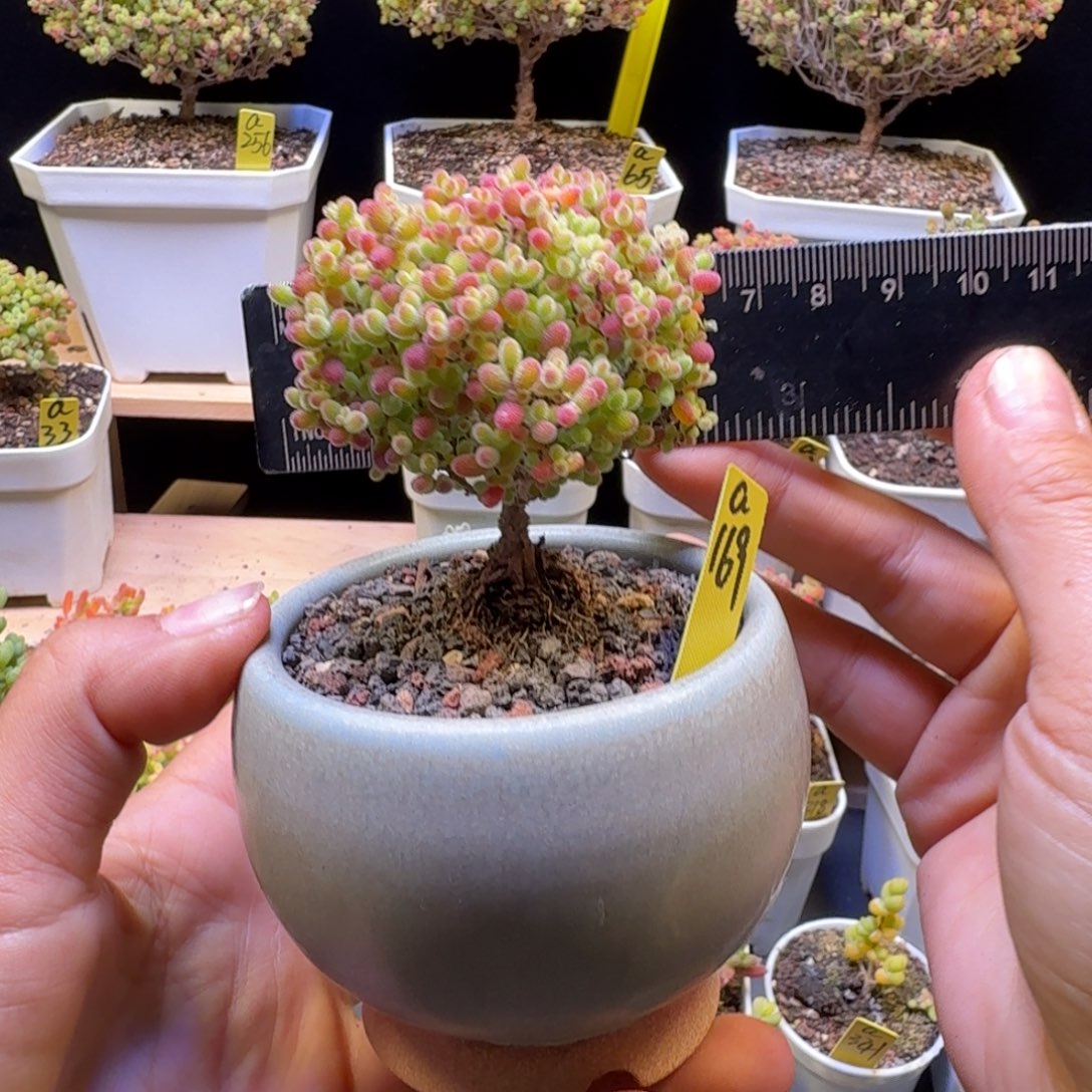 a169号蜜橘冠服6厘米左右带盆发