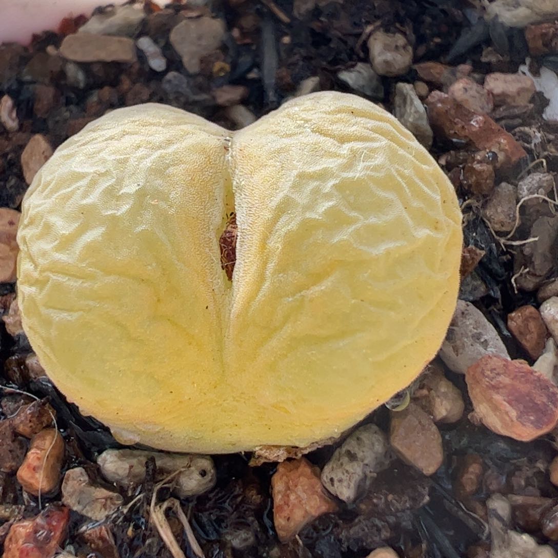 多肉植物百科365