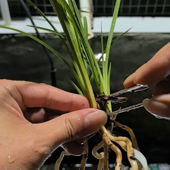 完全开放天青素龙头苗三苗引种