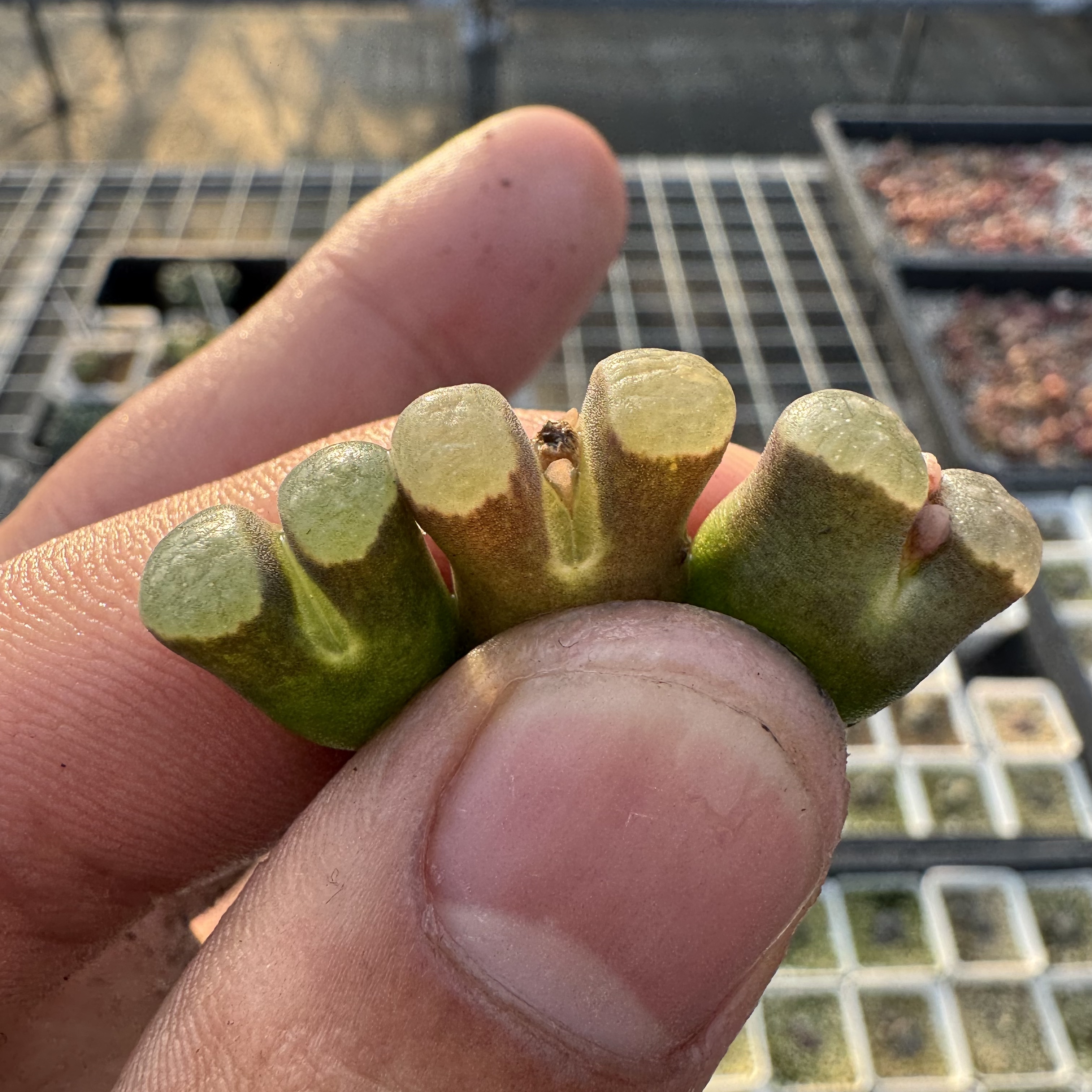 8多肉植物肉锥定向株磁铁一颗