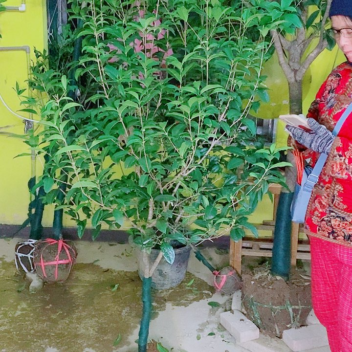 逆***者完全开放2/3左右四级桂2颗