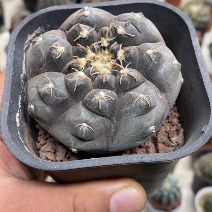 实生铅皮特价福利