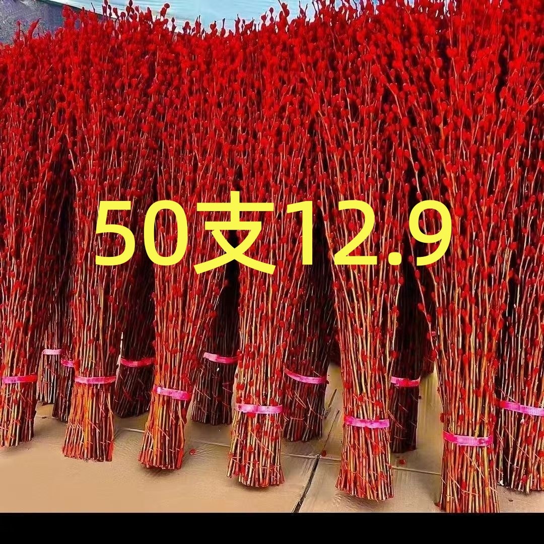 {下单即送}银柳干花鲜枝年宵花红色银柳真花耐寒年宵花开业摆件