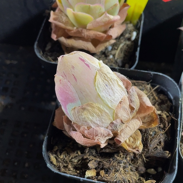粉色大怕玫瑰带盆土