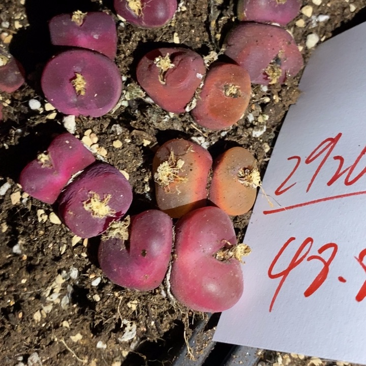 29269一组一组一组