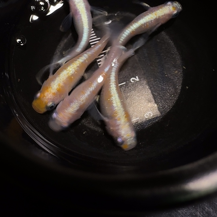 青鳉鱼一物一拍232