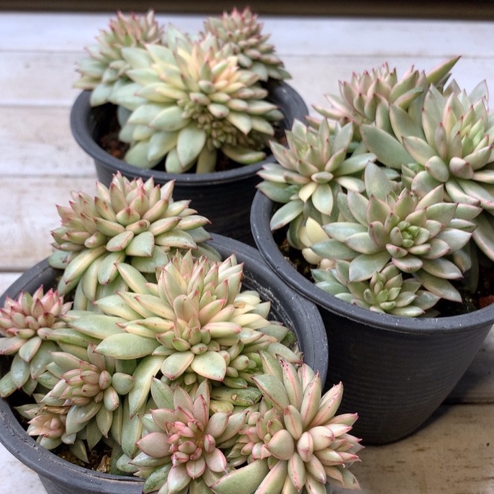 黄金雨锦大群生量拍