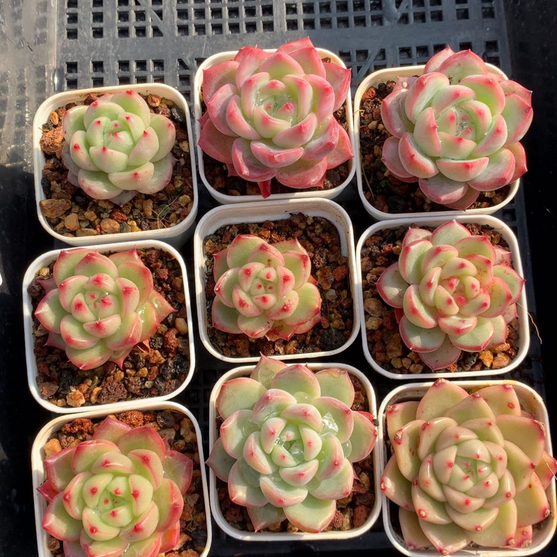 1213-19 珍妮套餐