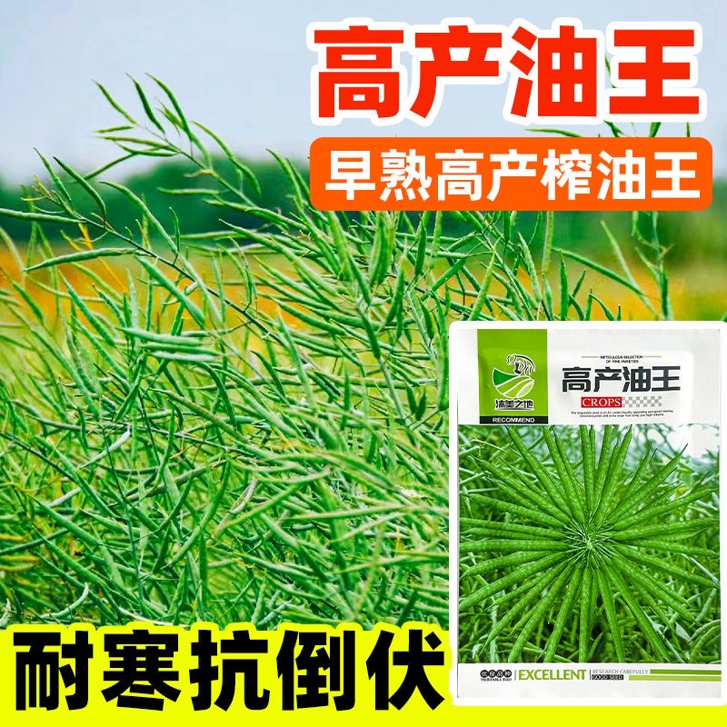 【满5包包邮】高产油王早熟矮杆油菜种子抗冻高产蔬菜种子