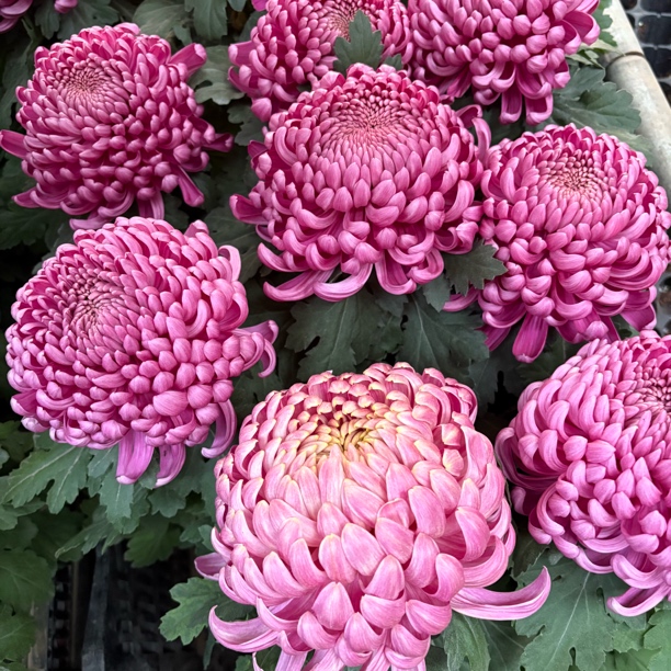 精品贵妃舞昭国菊到手一盆菊花