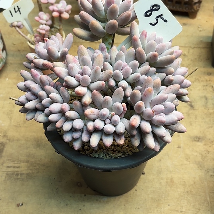 多肉植物，汤圆85号