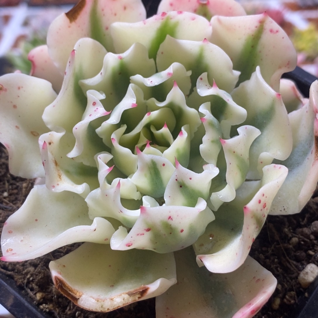 海啸锦 多肉植物