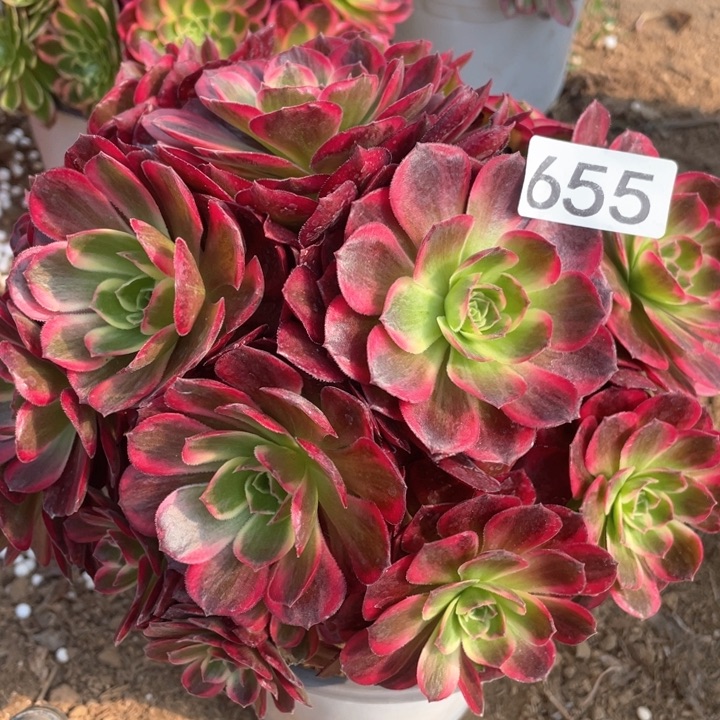 655多肉植物安娜