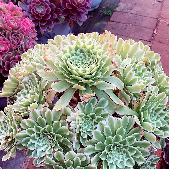 碧浪捧花，多肉植物