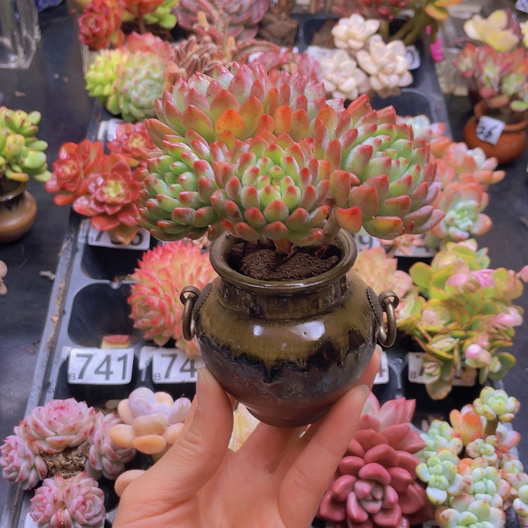 凤***九花钱花钱花钱花钱花钱