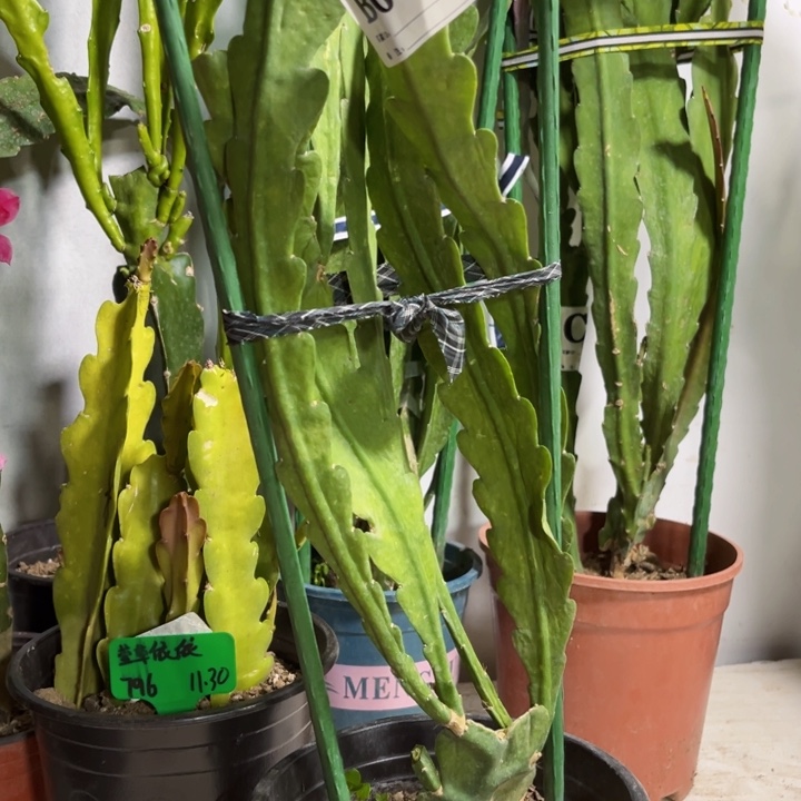 当前无花栽培后可以开花83