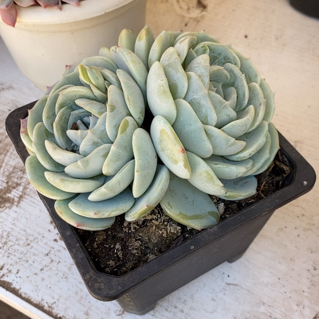 平****姐小七夕多肉劳林88