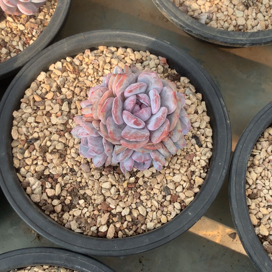 石榴籽紫皮花花花花