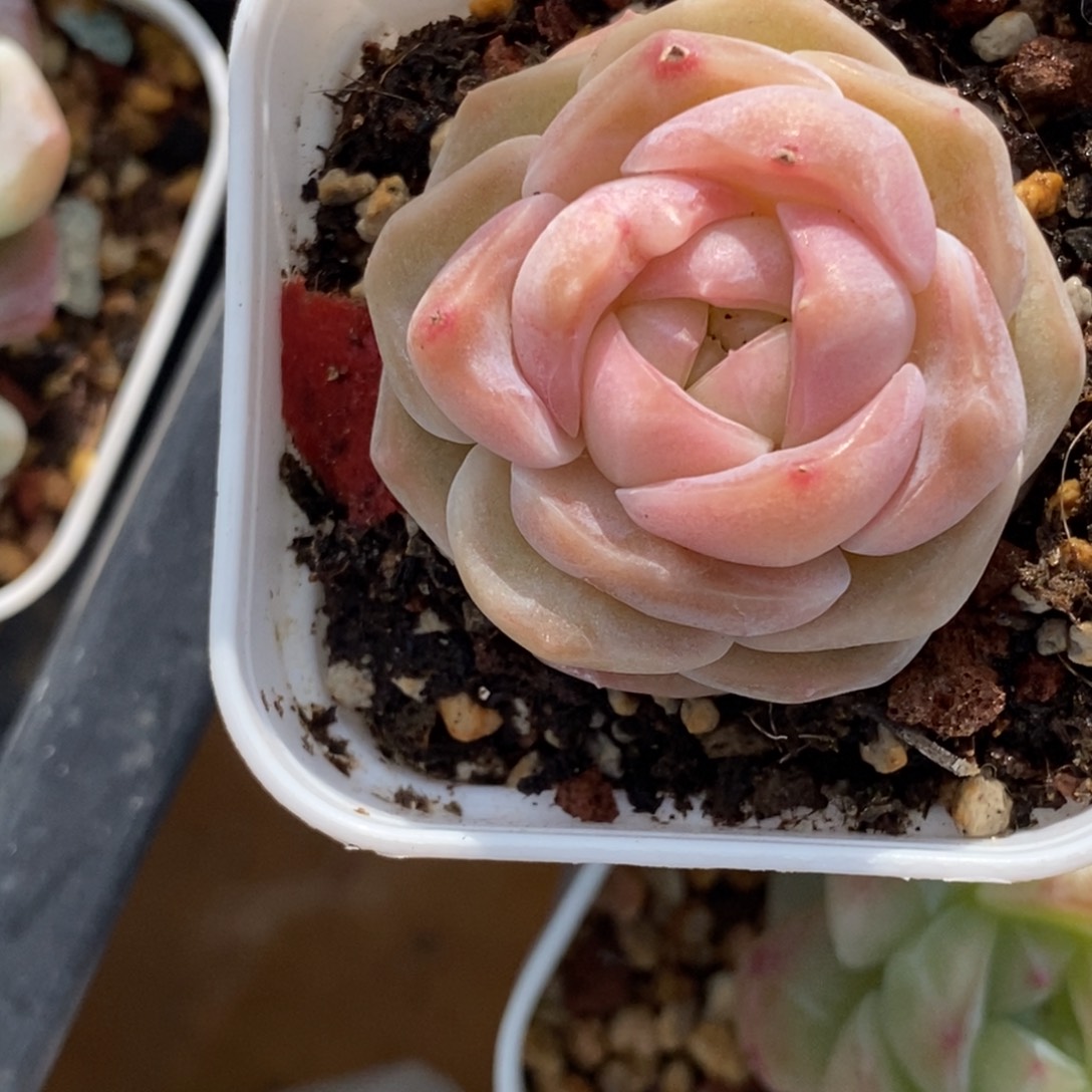 388东篱下多肉植物盆栽