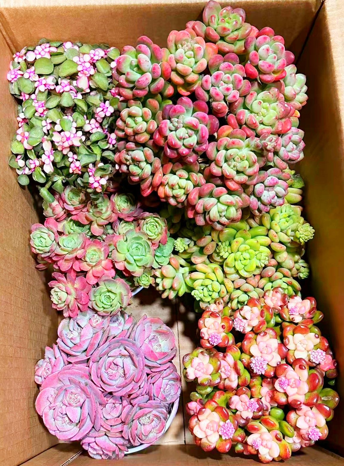 MS满满一大箱，全部挑好的发，4个带盆土，2个脱土，云南基地发。