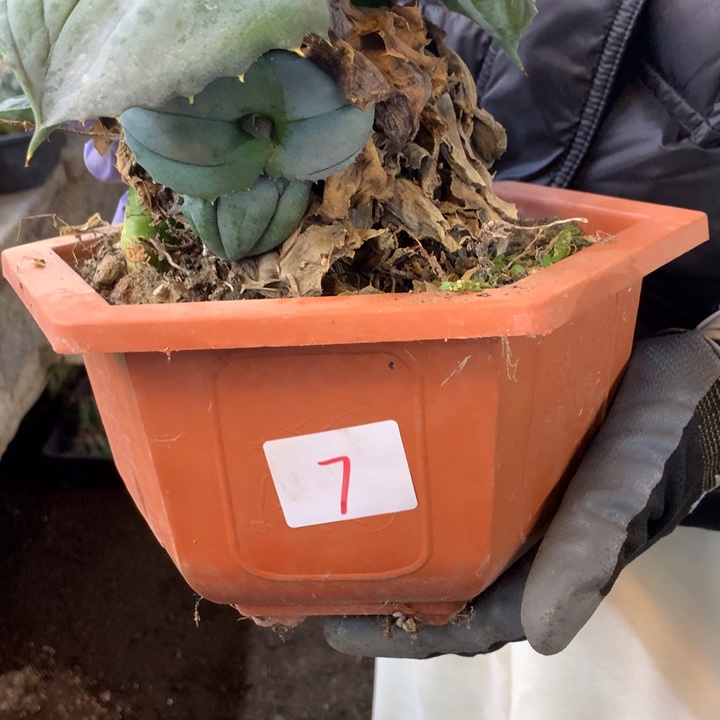 C***e凤蝶7号。。。。。。。。。。？。