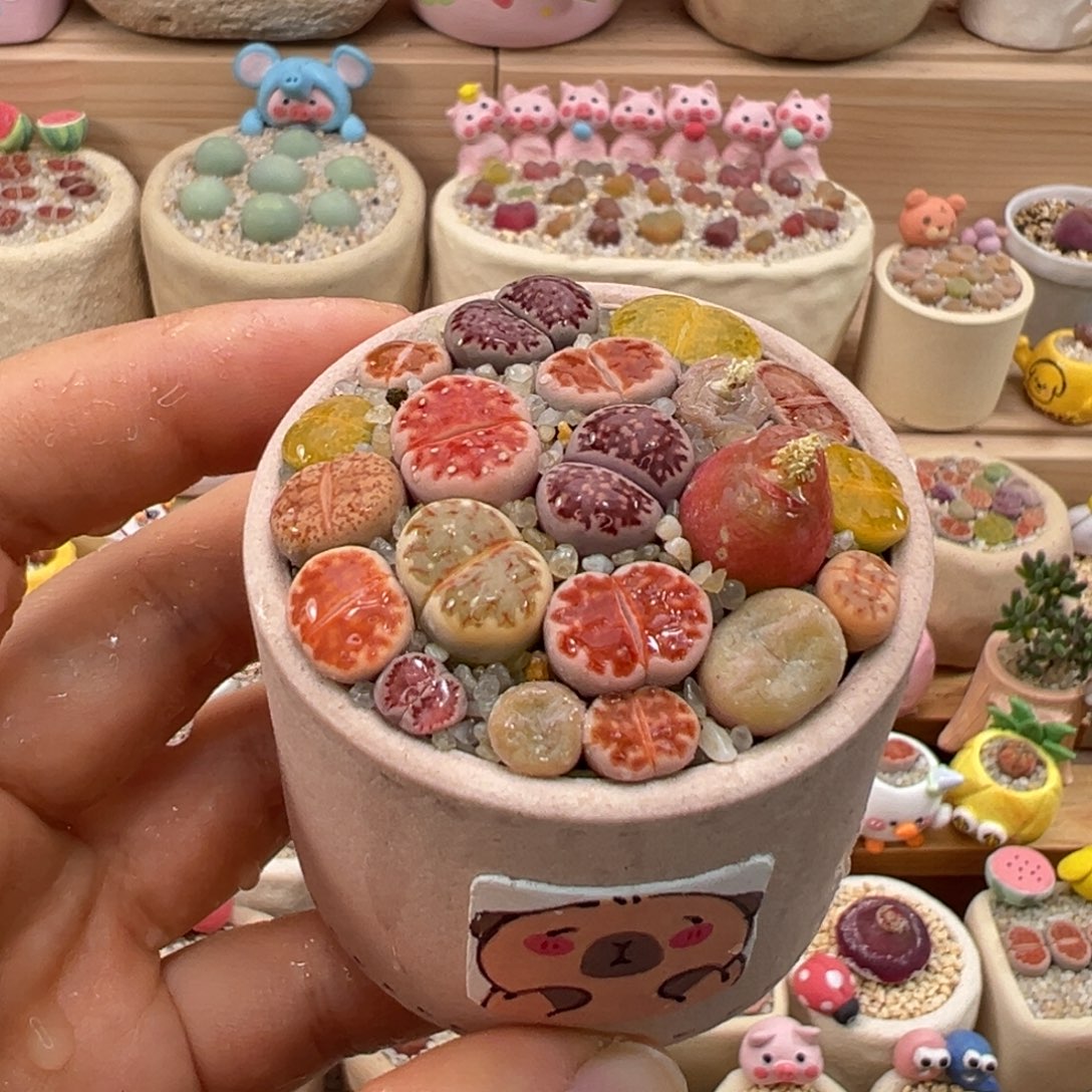 多肉植物45号彩色