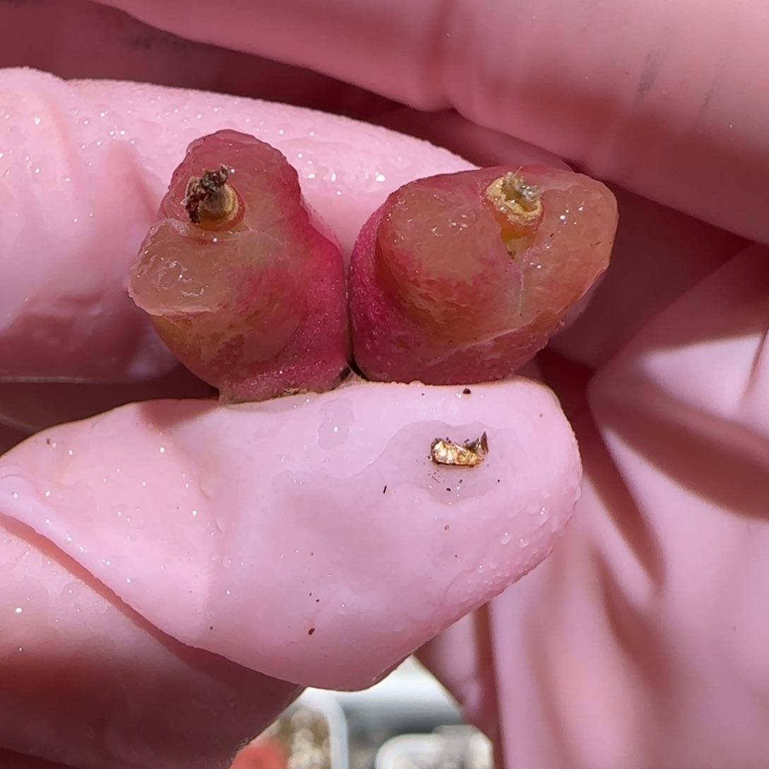 肉锥多肉植物百科-1158