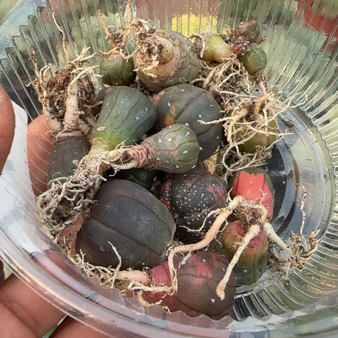 无花朵一堆泰国实生兜锦077