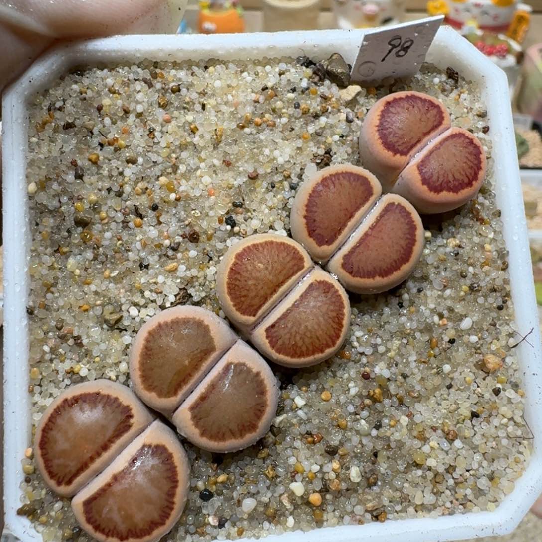 0124-53红窗菊菊菊