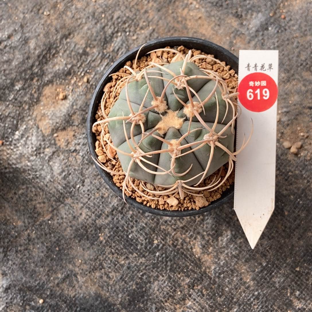 实生曲刺伏刺光琳一棵6.5cm