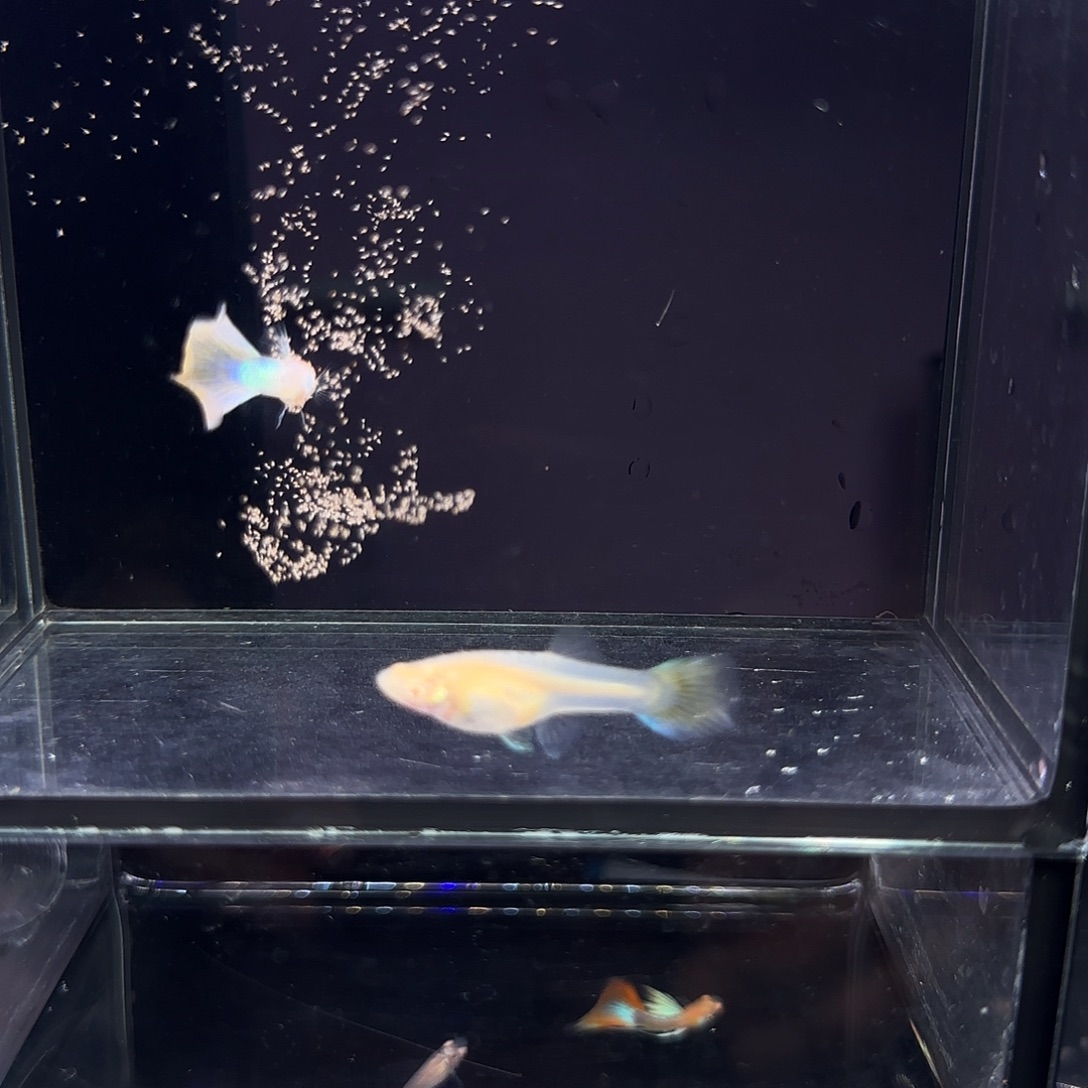 孔雀鱼极光幻彩一对