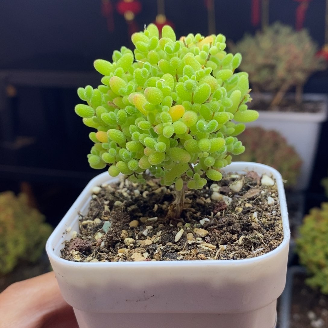 a65号金桔糖球枝干