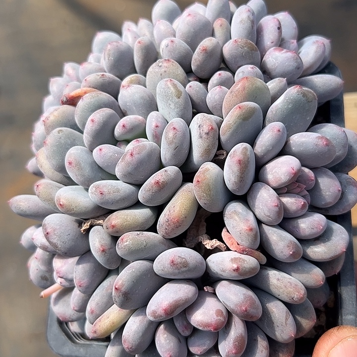 香香雪自然群11111