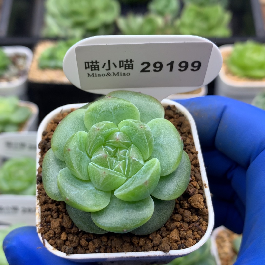 多肉植物杂交珍妮