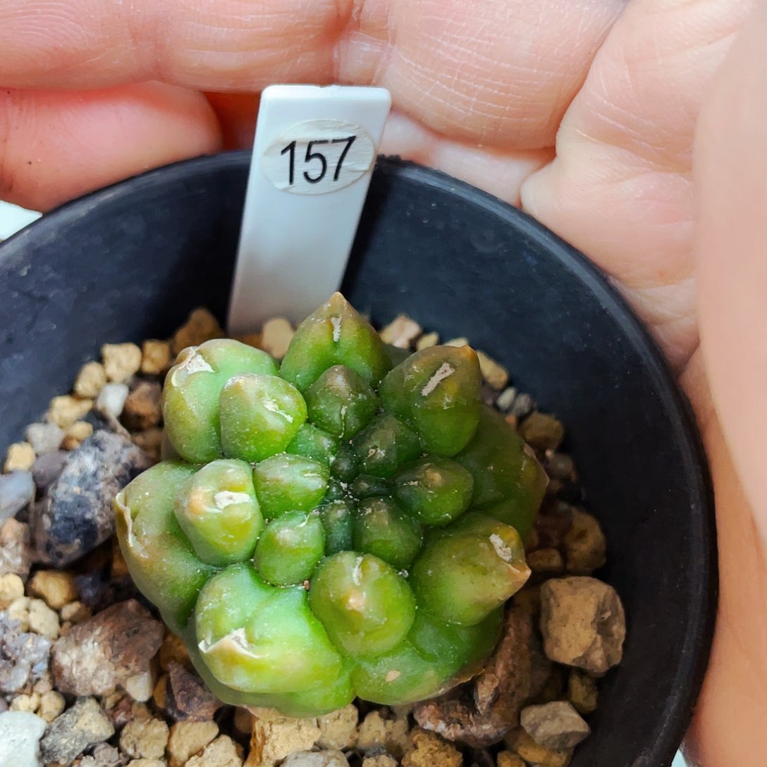 非偏远地区满25包邮仙人球