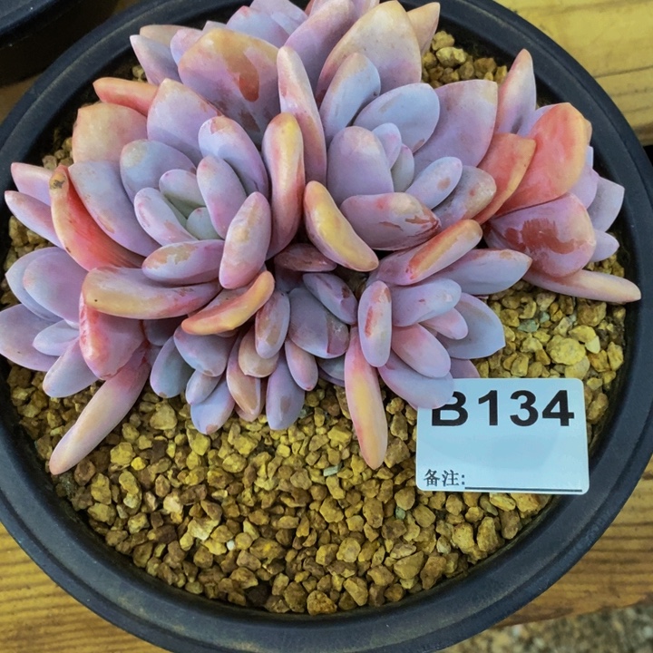 这个我都看出来这