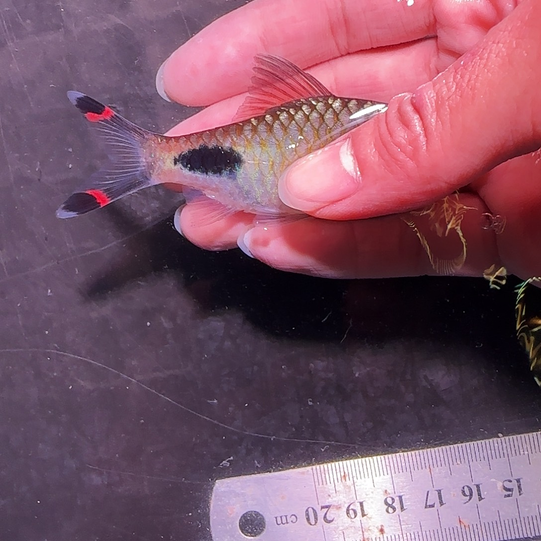 灯科鱼红杂蓝15151515