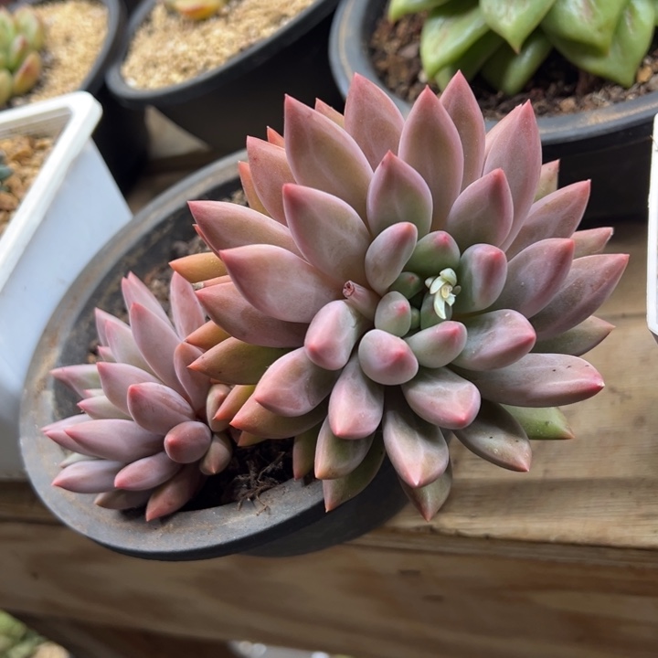 红蜻蜓 老桩 夏鸣园艺