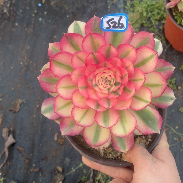 一物一拍倾城526