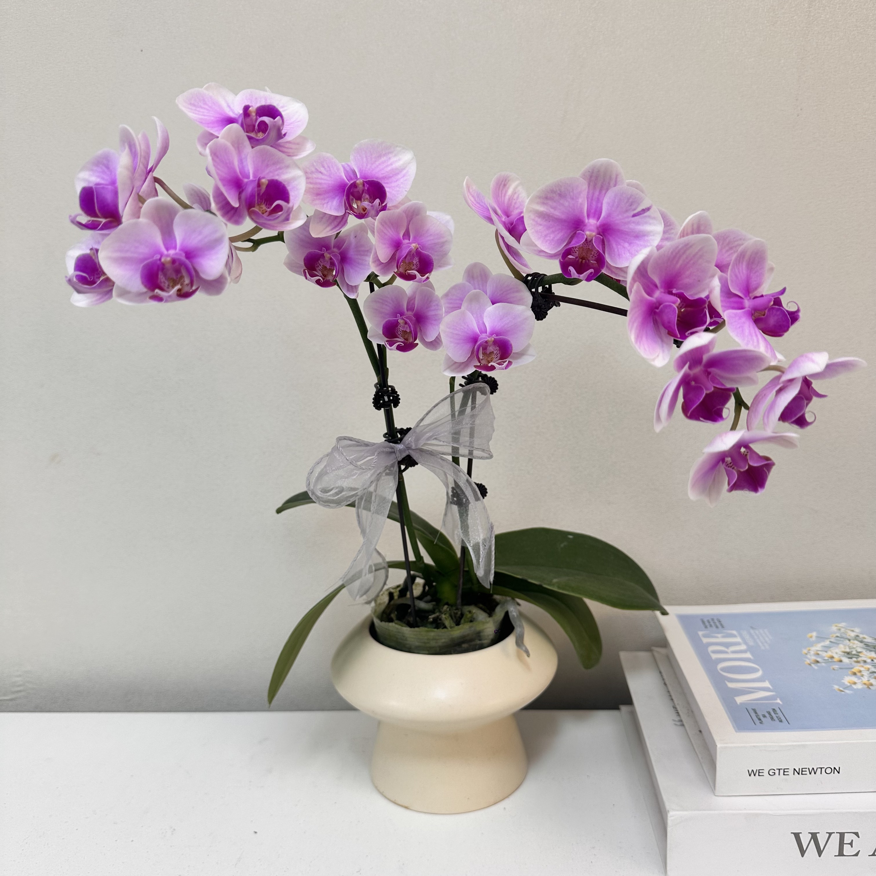 蝴蝶兰 【粉仙女】送人送礼 乔迁之喜 鲜花绿植 佛山基地直发