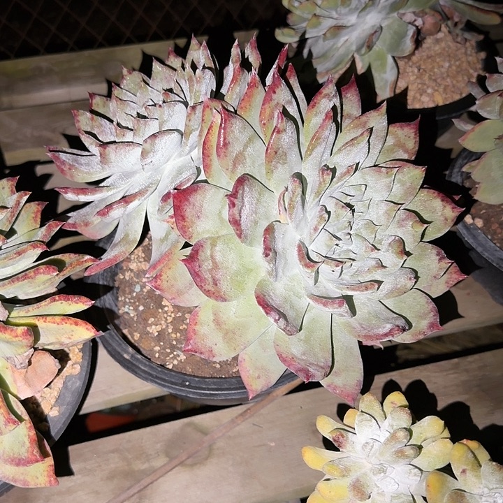 汤***师牡丹苹果叶仙女杯