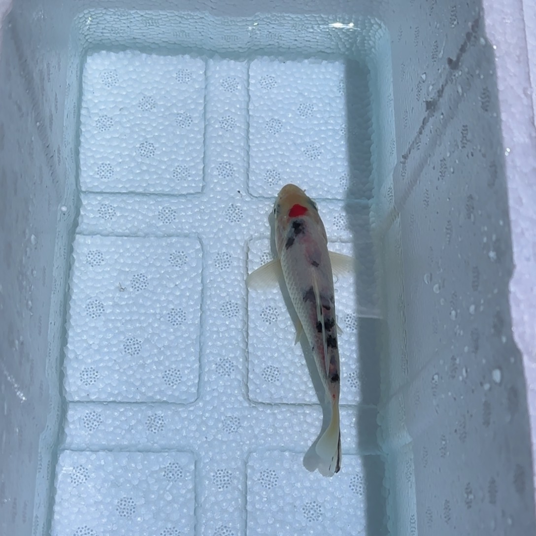 莱***牧海水鱼锦鲤鱼观赏鱼 一物一拍