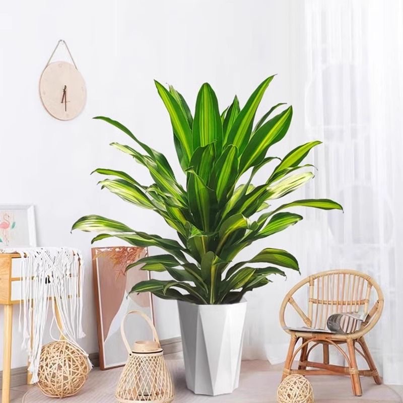 大型金心百合竹铁盆栽室内绿植耐寒吸甲醛适合家庭办公室