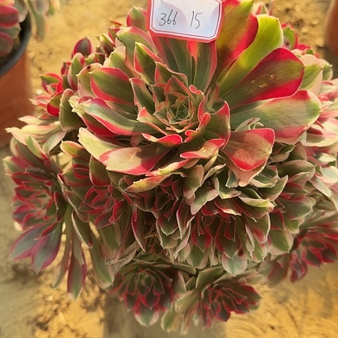 多肉植物粉女郎366